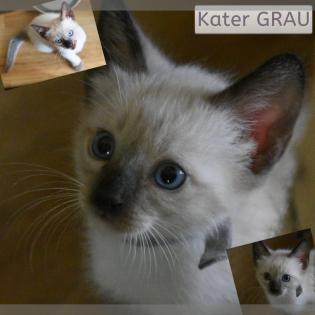 SIAM KITTEN seal point ab August auszugsbereit