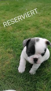 Süße Französische Bulldoggen Welpen
