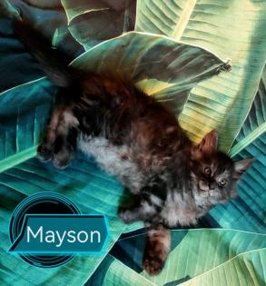 Main-Coon Kitten reinrassig