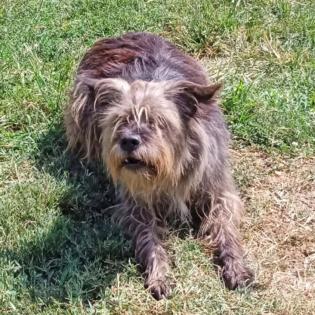 Bruno sucht ein Zuhause