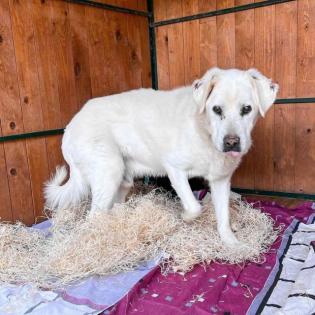 Duke. leidet im Tierheim er sucht ein schönes Körbchen