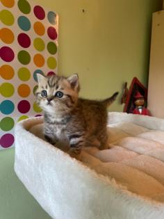 Reinrassige BKH Kitten