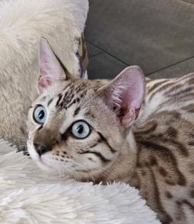 Bengal Katzen weiblich in liebevolle Hände abzugeben