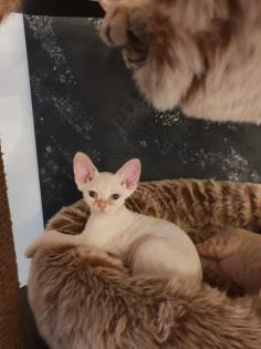Devon Rex Kitten Abgabebereit