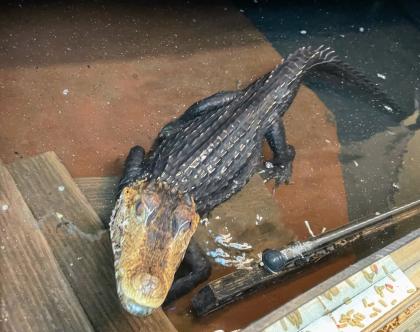0. 1 Paleosuchus Palpebrosus Brauen Glattstirn Kaiman aus 2014