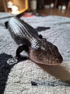 Blauzungenskink mit komplettem Zubehör nur ohne Terrarium