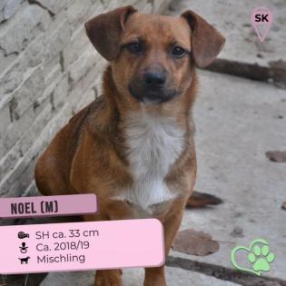 Noel. freundlich sanft ein liebenswerter Sonnenschein
