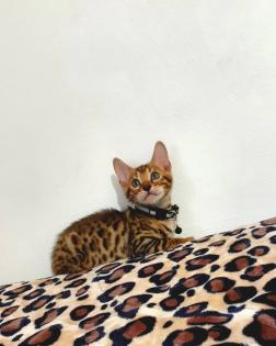 Bengal katze Baby Katzen