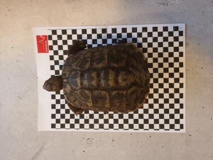Zuchtgruppe griechische Landschildkröte THB