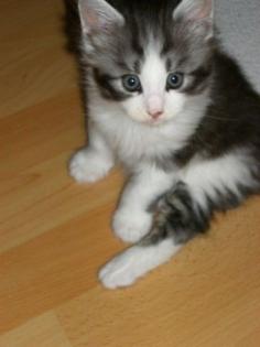 Maine Coon Babys suchen ab 26. 12. 09 neuen Familienanschluß