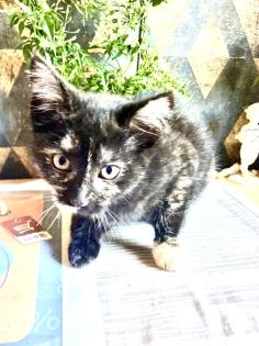 Kleine Kitten zum Liebhaben - gerne mit Garten