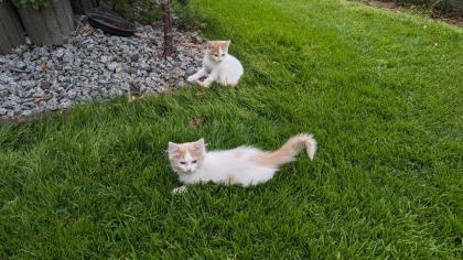 2 süße junge norwegische Waldkatzen Mix Kater suchen ein nettes Zuhause 12 Wochen alt