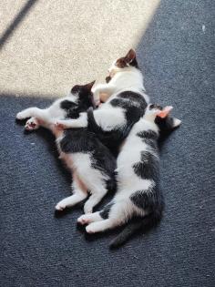 Ekh Babykatzen Kitten