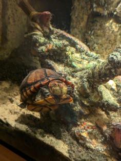 Kinosternon Cruentatum Rotwangen Klappschildkröte