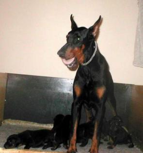 Dobermannwelpen mit Ahnentafel Abnahme 20. 5.