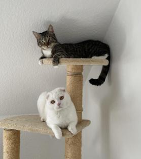 Menschenbezogene Scottish Fold