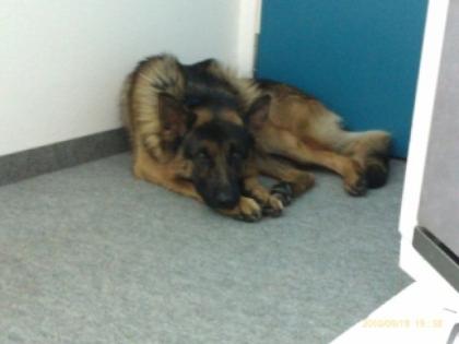 Verschmusster Schäferhund