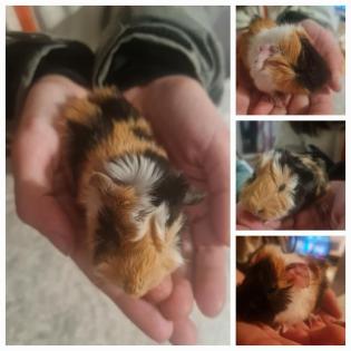 Meerschweinchen zu vergeben