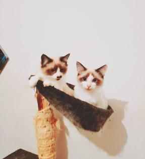 Birma Ragdoll Kitten