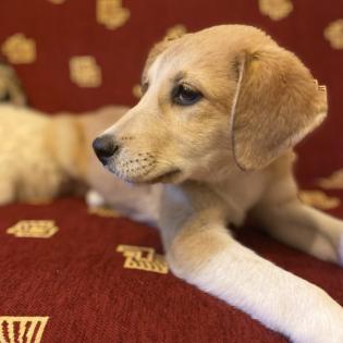 Irma / Status sucht ein Zuhause