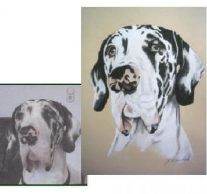 Hundeportraits Tierportraits nach Fotovorlage