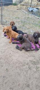 4 Rhodesian Ridgeback x Magyar Vizsla Welpen