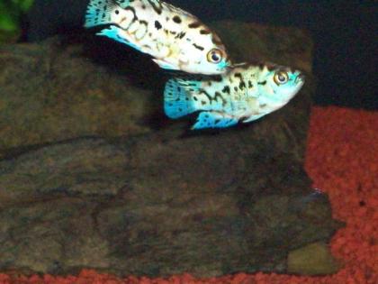 Oktofasciatus BLUE DEMPSEY RARITÄT
