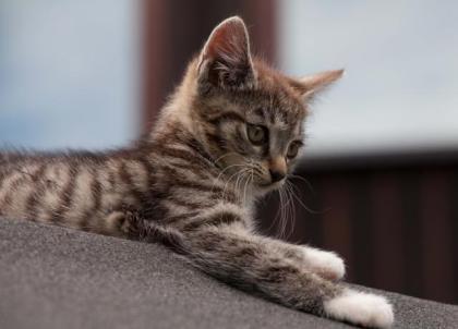 Katzenkinder Lilli Tilli
