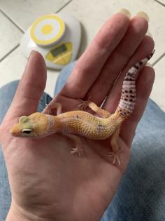1. 0 Tangerine Het Raptor Leopardgecko Enz 22/ Übergabe Houten oder Hamm möglich