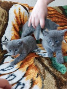 Russisch blaue BKH MIX
