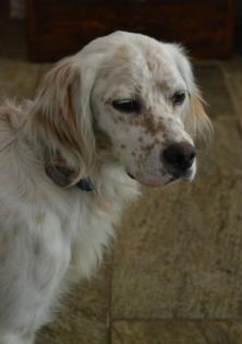 Ivi English Setter. Wir kennen ihre Vergangenheit nicht aber wir können ihre