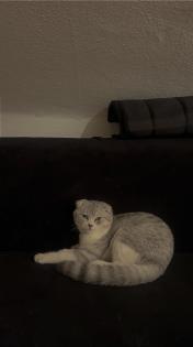 Schöner Scottish Fold