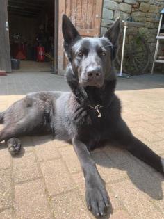 Unser Sky sucht ein neues Zuhause