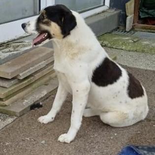 Pina sucht ein Zuhause