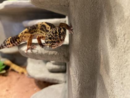 2 Leopardgecko Damen mit Terrarium