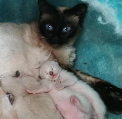 SIAM KITTEN seal point ab August auszugsbereit