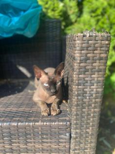 Sphynx Kater 3 5 Jahre