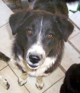 Roula - sie war noch ein Hundekind als sie qualvoll sterben sollte
