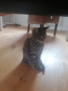 Drei Katzenmädchen abzugeben