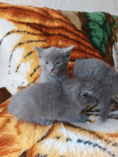 Russisch blaue BKH MIX