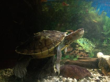 Wasserschildkröten Gelbwangen-Schmuckschildkröte und Falsche Landkarten-Höckerschildkröte