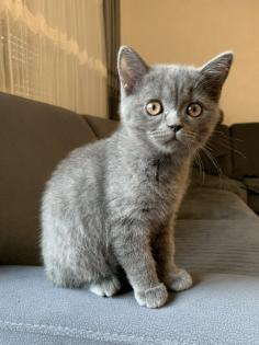 BKH Kitten suchen ein liebevolles zu Hause