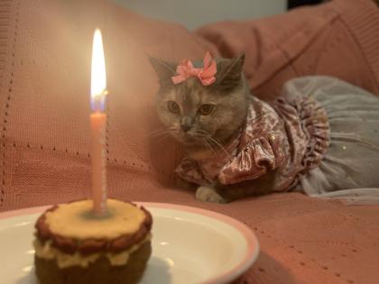 BKH Deckkater kein Verkauf