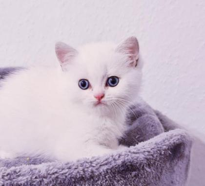 Süße Reinrassige Bkh Kitten mit schönen blauen