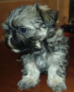 Wundervolle Shih-Tzu/Malteser Welpen Familienhund Kleinbleibend Allergiker geeig