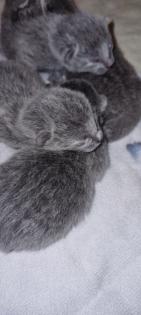 Russisch Blau Kitten