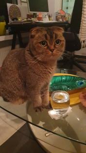 Kastrierter Kater 4 Jahre alt