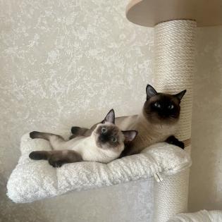 Mekong bobtail baby s suchen liebevolle Zuhause
