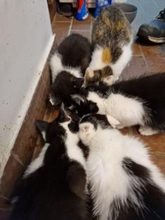 Bauerhofkitten suchen Zuhause katzen Kater kitten