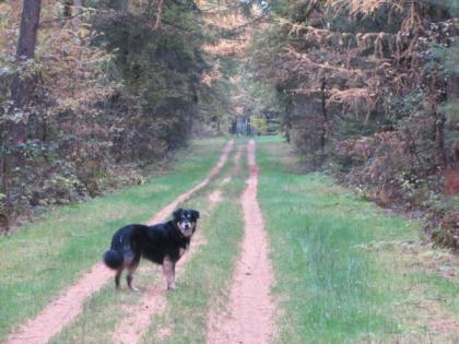 Hundefutter Trockenfutter oder Naßfutter was suchen Sie